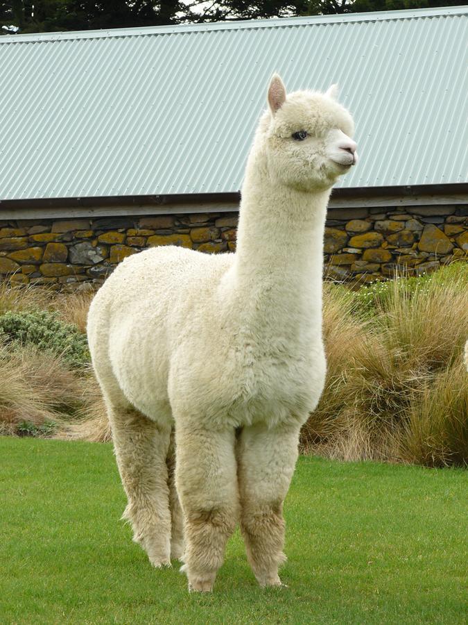 Alpaca Farmstay Данідін Екстер'єр фото